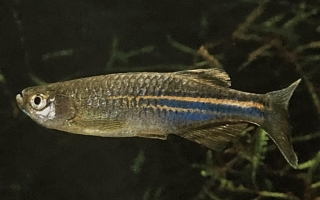 Brachydanio albolineatus ou danio rosé.